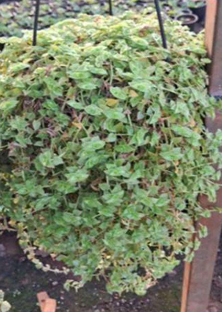 Indoor Plant