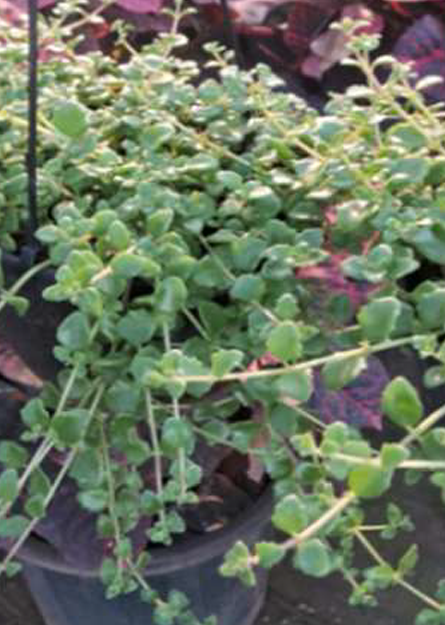 Indoor Plant