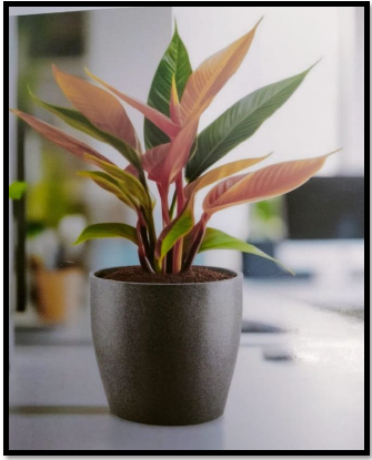 Responsive Image